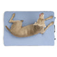 HEST Dog Bed